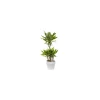 Dracaena yellow coast. Le pot de 26 cm