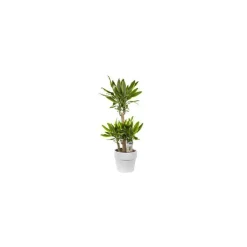 Dracaena yellow coast. Le pot de 26 cm