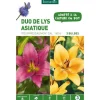 Duo de Lys Asiatique Pourpre/Saumon violet/orange botanic® - 3 bulbes
