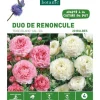 Duo Renoncule rose/blanc botanic® - 20 bulbes