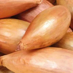 Echalote Conservor Bio. La barquette de 12 plants