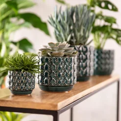 Echeveria + cache-pot céramique, Ø12 cm