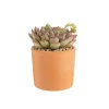 Echeveria mix pot terre cuite Ø10xH15 cm
