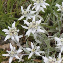 Edelweiss - Le pot de 9 x 9 cm