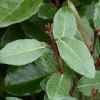 Elaeagnus Ebbingei (Chalef de Ebbing) 80/100 en pot de 10 L argent