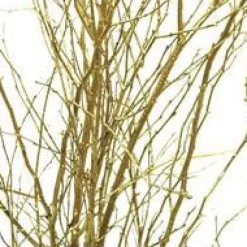 Ensemble de 5 branches de bouleau peintes en or - 70 cm