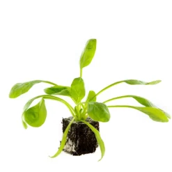 Epinard Woodpecker Bio. La motte de 4x4 cm