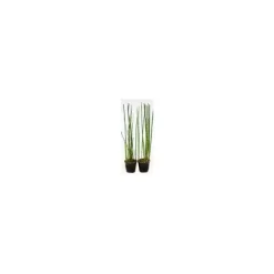 Equisetum - Le pot de 11 cm
