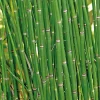 Equisetum japonicum