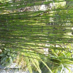 Equisetum Japonicum 110 cm. Le pot de 3 litres