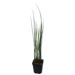 Equisetum Japonicum - Le pot de 3 litres