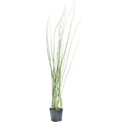 Equisetum japonicum pot de 3 litres