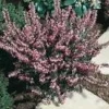 Erica Darleyensis – Pot de 1L