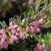 Erica Darleyensis Varié en touffe