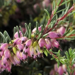 Erica Darleyensis Varié en touffe