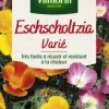 Eschscholtzia Varié Vilmorin - graines à semer