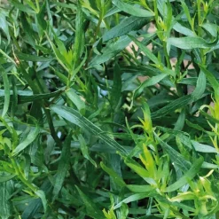 Estragon Bio. Le pot de 1 litre