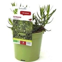 Estragon Bio. Le pot de 1 litre