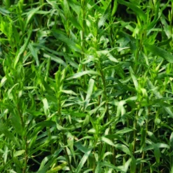 Estragon Bio. Le pot de 2,5 litres