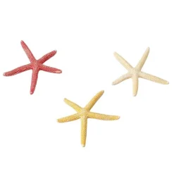 Etoile de mer taille S - Ø 10 cm