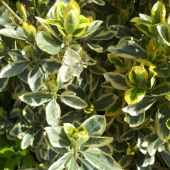 Euonymus japonicus Bravo botanic®. Le pot de 3 litres