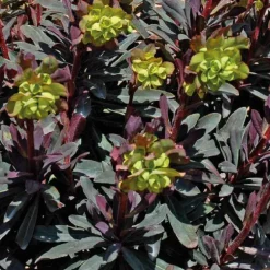 Euphorbe vivace pourpre - Le pot de 9 x 9 cm