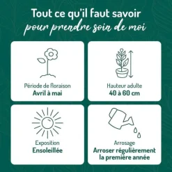 Euphorbe vivace pourpre - Le pot de 9 x 9 cm