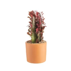 Euphorbia hermentiana rubra en pot terre cuite H 10 x Ø 15 cm