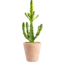 Euphorbia mayuranathanii en pot terre cuite H 20 x Ø 20 cm