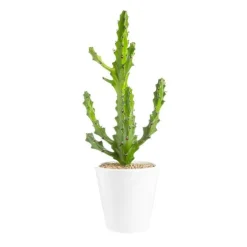 Euphorbia mayuranathanii en pot blanc émaillé H 20 x Ø 15 cm