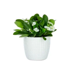 Euphorbia milii avec cache pot Ø 6 cm