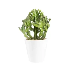 Euphorbia pseudocactus en pot blanc émaillé H 10 x Ø 15 cm.