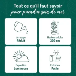 Euphorbia Érythrea en pot blanc émaillé H 30 x Ø 20 cm