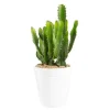 Euphorbia triangularis en pot blanc émaillé H 10 x Ø 15 cm