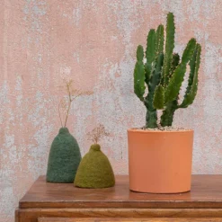 Euphorbia triangularis en pot Terre cuite H 10 x Ø 15 cm