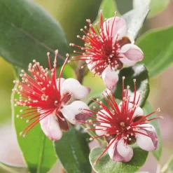 Feijoa (Goyavier du Brésil) vert. Le pot de 3 litres