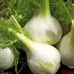 Fenouil Solaris Bio. La barquette de 12 plants