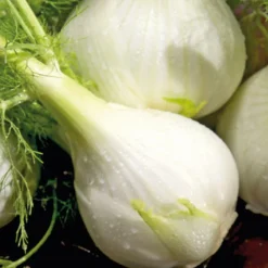 Fenouil Solaris Bio. La motte de 4x4 cm