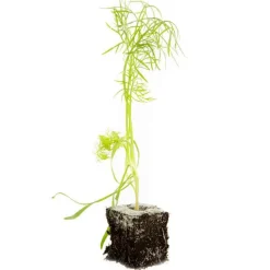 Fenouil Solaris Bio. La motte de 4x4 cm