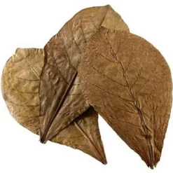 Feuilles de badamier nano catappa, pack de 12, HOBBY