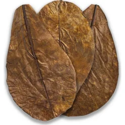 Feuilles de Badamier naturelles taille M, ARKA mySCAPE-Catappa - 10 pièces de 16.5/20 cm