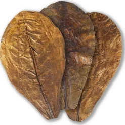 Feuilles de badamier taille S, ARKA myScape-Catappa - 10 pièces de 12,5/16 cm