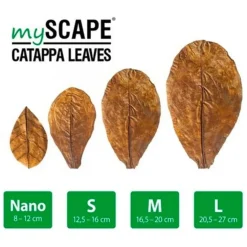 Feuilles de badamier taille S, ARKA myScape-Catappa - 10 pièces de 12,5/16 cm