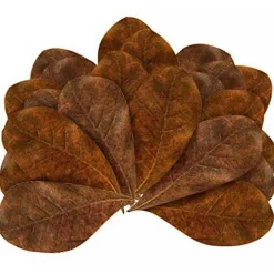 Feuilles de badamier taille M enrichissantes, STOFFELS - pack de 20