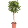 FICUS BENJ. BUSHY PRINCE.Le pot diametre 21cm