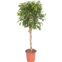 FICUS BENJ. BUSHY PRINCE.Le pot diametre 21cm