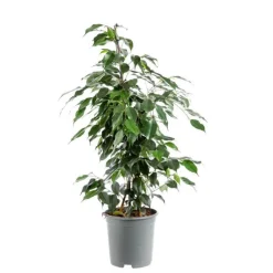 Ficus Benjamina Danielle pot Ø19xH120 cm