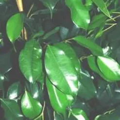 Ficus Benjamina Danielle pot Ø14xH60 cm