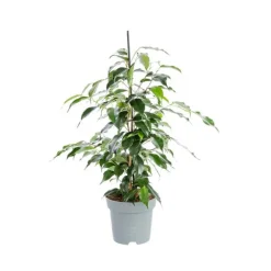 Ficus Benjamina Danielle pot Ø14xH60 cm