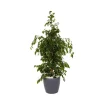 Ficus benjamina et son pot Classico color Ø 35 gris